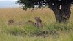 Masai Mara leopard cubs