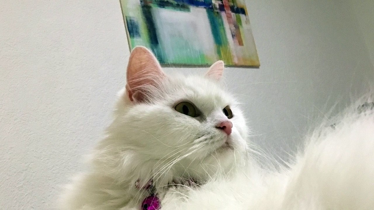 beatifull  cat
