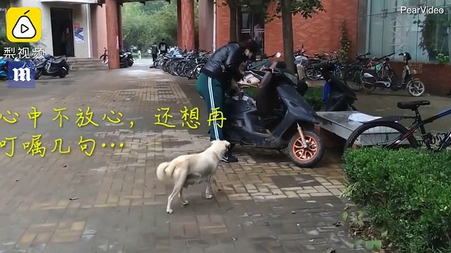 Cadelinha dá a seu filhote um último beijo antes de ele ser levado por seu novo dono