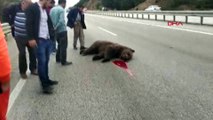 Kastamonu'da kaza sonucu ölen ayıya tekme atıldı ve beddua edildi!