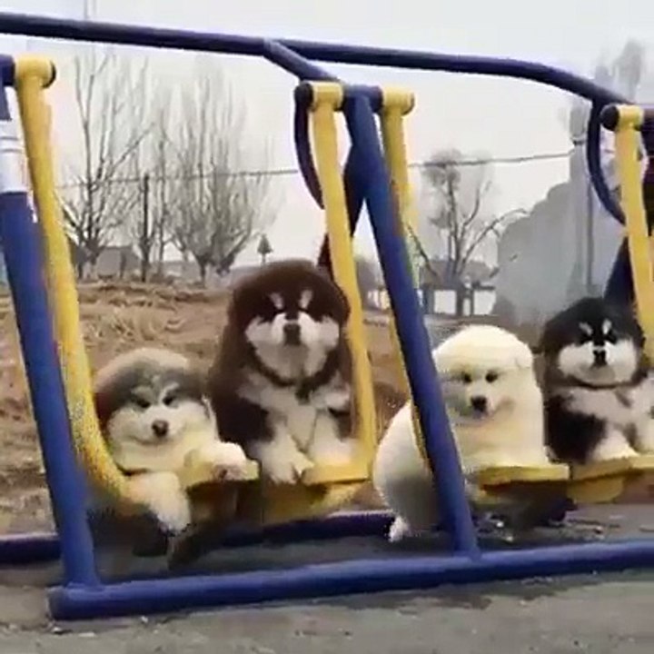dog dancing
