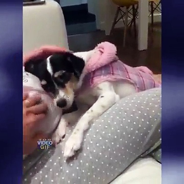 funny dog and pregnant women