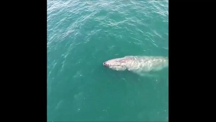 Magnifique : cette baleine crache de l'eau et crée un arc-en-ciel
