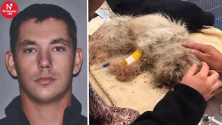 Guy Buried Dog Alive Because It Did not Get Along With His Cat