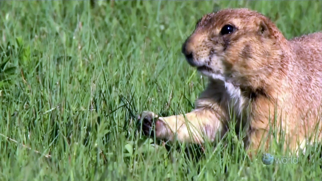 NHK WILDLIFE King of the Prairie Bison HDTV x264 720p AC3
