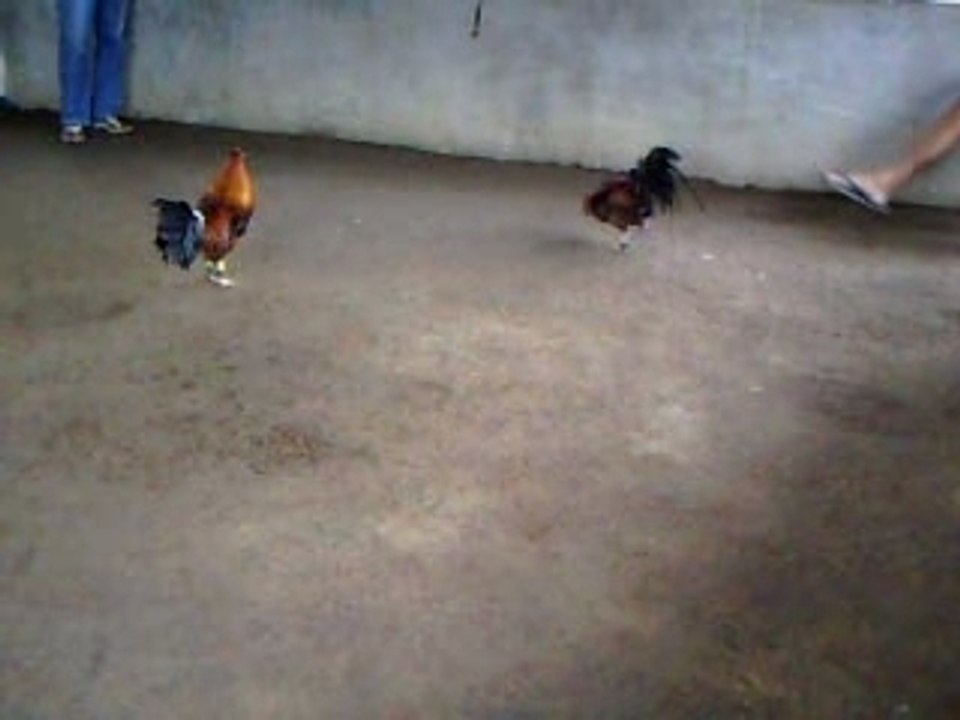 video trial 2