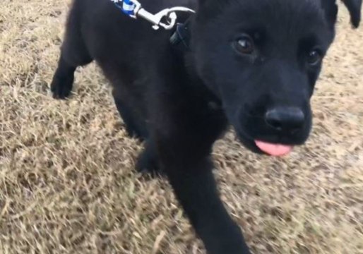 Queensland Police Introduce Litter of New 'Paw Enforcement' Recruits