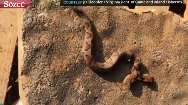 Çift başlı yılan görenler inanamıyor