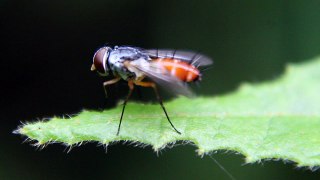 the most dangerous flys