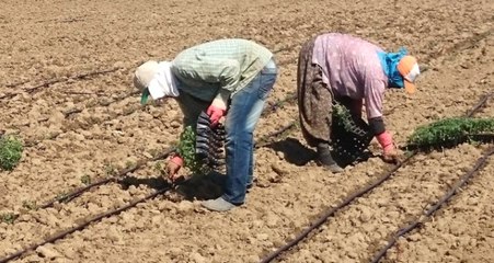 Son Dakika! Tarım ve Orman Bakanı Pakdemirli: Tarım Kredi, Kimyevi Gübrede Yüzde 15'lere Varan İndirim Sağlayacak