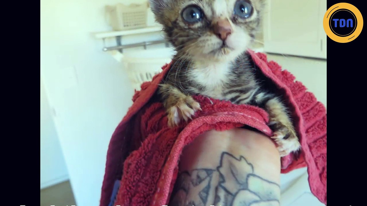 Ce chat maltraité par des maîtres qui lui tiraient la queue est devenu un “miracle” vivant !