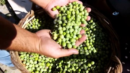 Sezonun ilk zeytinyağı üretildi