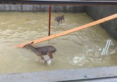 Deer Trapped in Flooded Building Site Rescued by Kentucky Firefighters