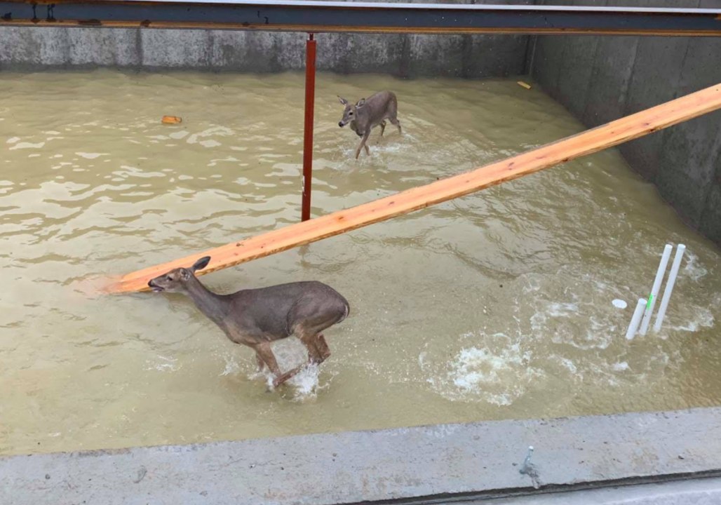 Deer Trapped in Flooded Building Site Rescued by Kentucky Firefighters