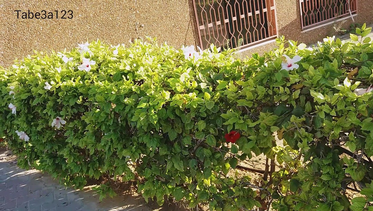شجيرة ورد الجمال ذات الزهور البيضاء