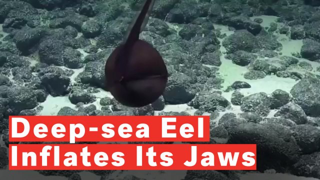Mysterious Deep-Sea Eel Balloons Its Massive Jaws