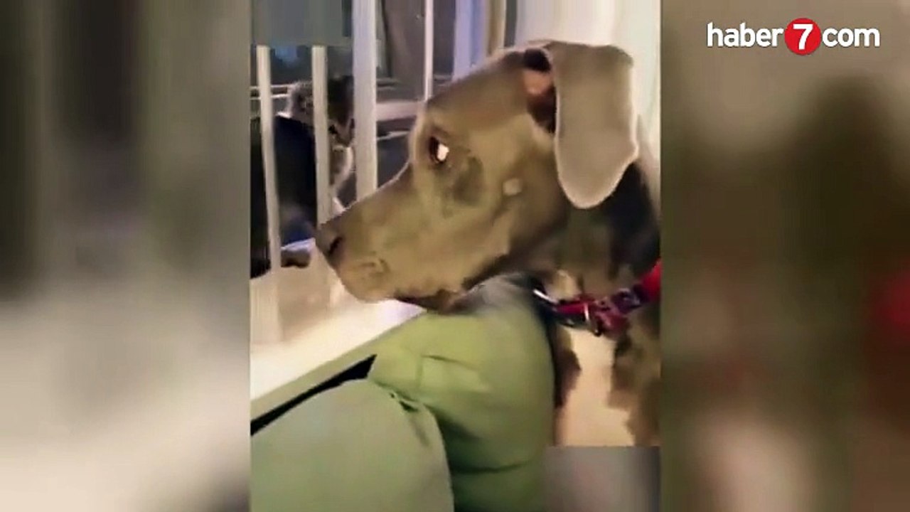 CÜSSESİNE GÜVENEN KÖPEK TOKADI YİYİNCE