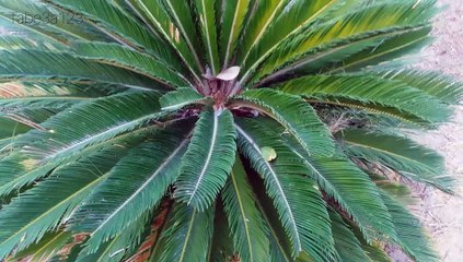 شجيرة سيكاس | نبات زينة جميل و جذاب