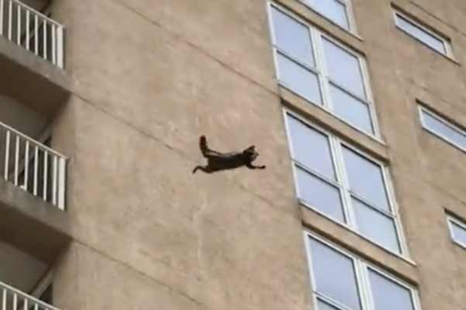 Un Raton Laveur Fait Une Enorme Chute Apres Avoir Grimpe Sur Un Immeuble Video Dailymotion