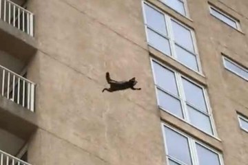 Un raton laveur fait une énorme chute après avoir grimpé sur un immeuble
