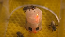 Roboter spionieren Bienen aus