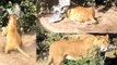 Lioness Stalks and Pounces On Wild Heron in Dutch Zoo