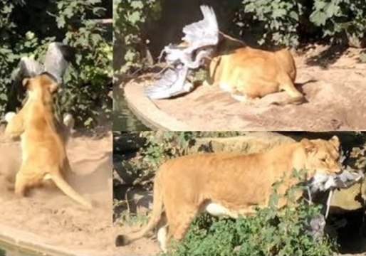 Lioness Stalks and Pounces On Wild Heron in Dutch Zoo