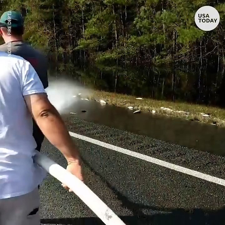 Dead fish found washed up on North Carolina highway after flooding recedes