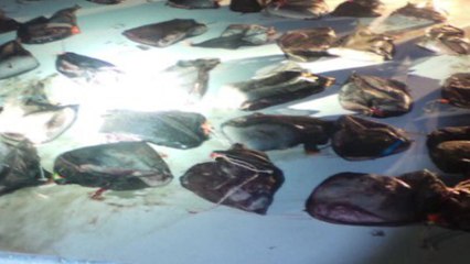 울산해경, 고래 불법 포획 선원 영장 / YTN