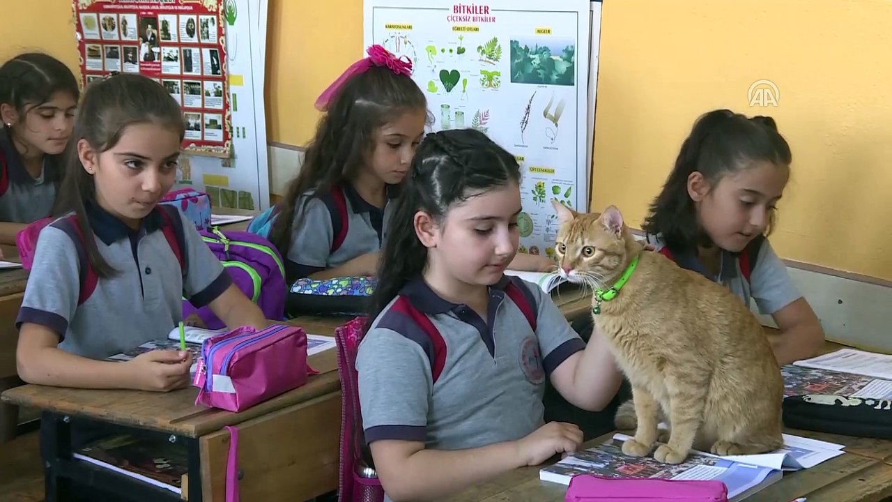 Kedi 'Tombi' yaz tatilinin ardından okula döndü - İZMİR