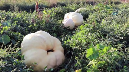 450 kilogramlık bal kabağı vatandaşlar tarafından ilgi görüyor