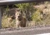 Man Is 'Feline' Brave as He Gets Up Close and Personal With Bobcat Near Utah Power Plant