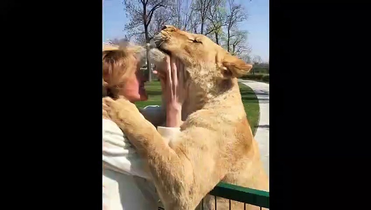 2 lions retrouvent leur ancienne dresseuse 7 ans après : retrouvailles émouvantes