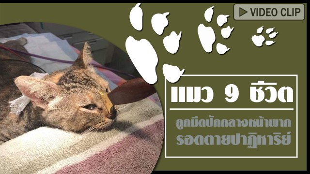 แมว 9 ชีวิต ! เจ้าเหมียวถูกมีดแทงทะลุหน้าผาก แต่ยังชิล รอดปาฏิหาริย์ !