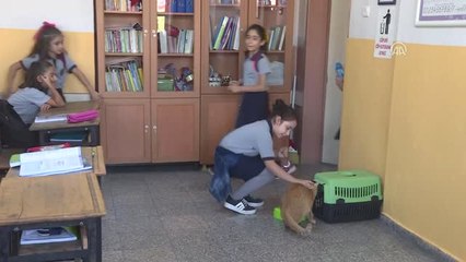 Kedi "Tombi" Yaz Tatilinin Ardından Okula Döndü