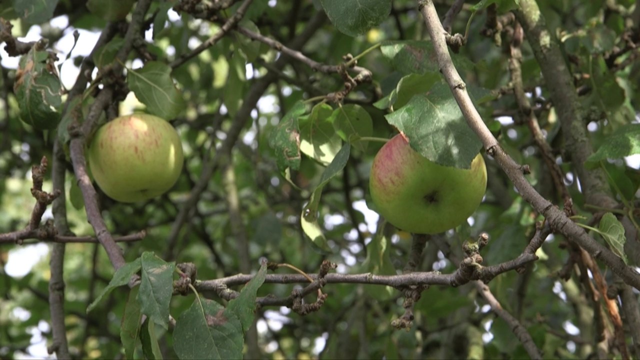 Auprès de mon arbre...
