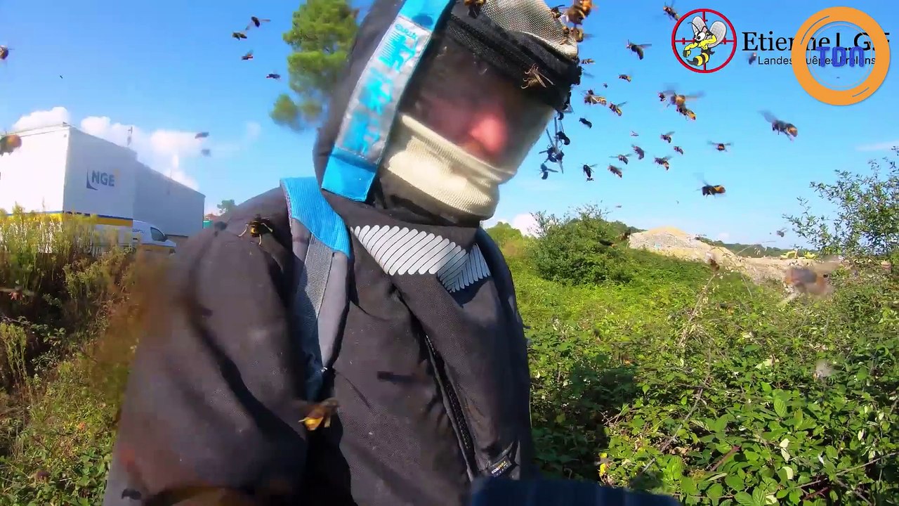 Une grosse attaque de frelons asiatiques !