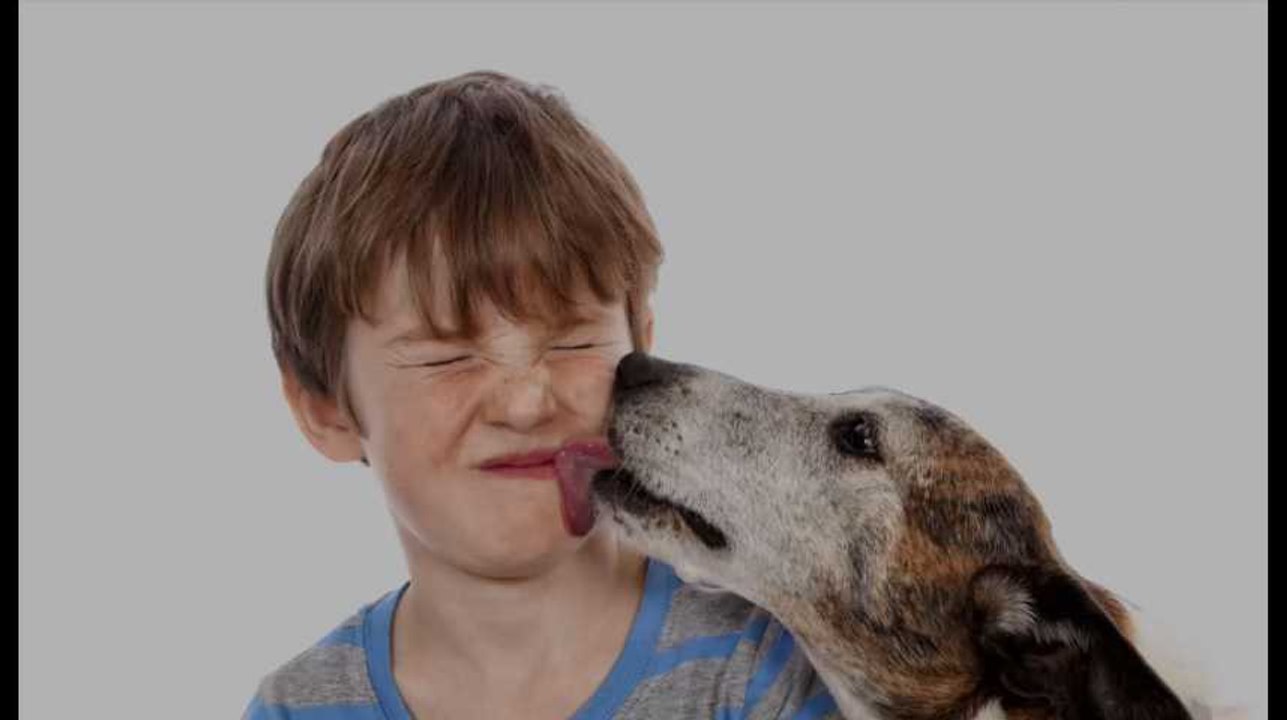 La salive des chiens et des chats peut être dangereuse pour la santé