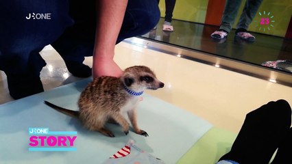 J-One Story – Café animal à Séoul avec Marie