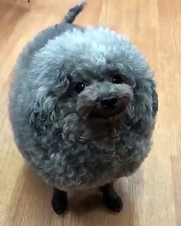 Dog Sheep