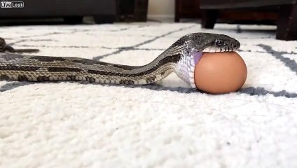 Étonnant ! Ce serpent avale un œuf de poule en entier !