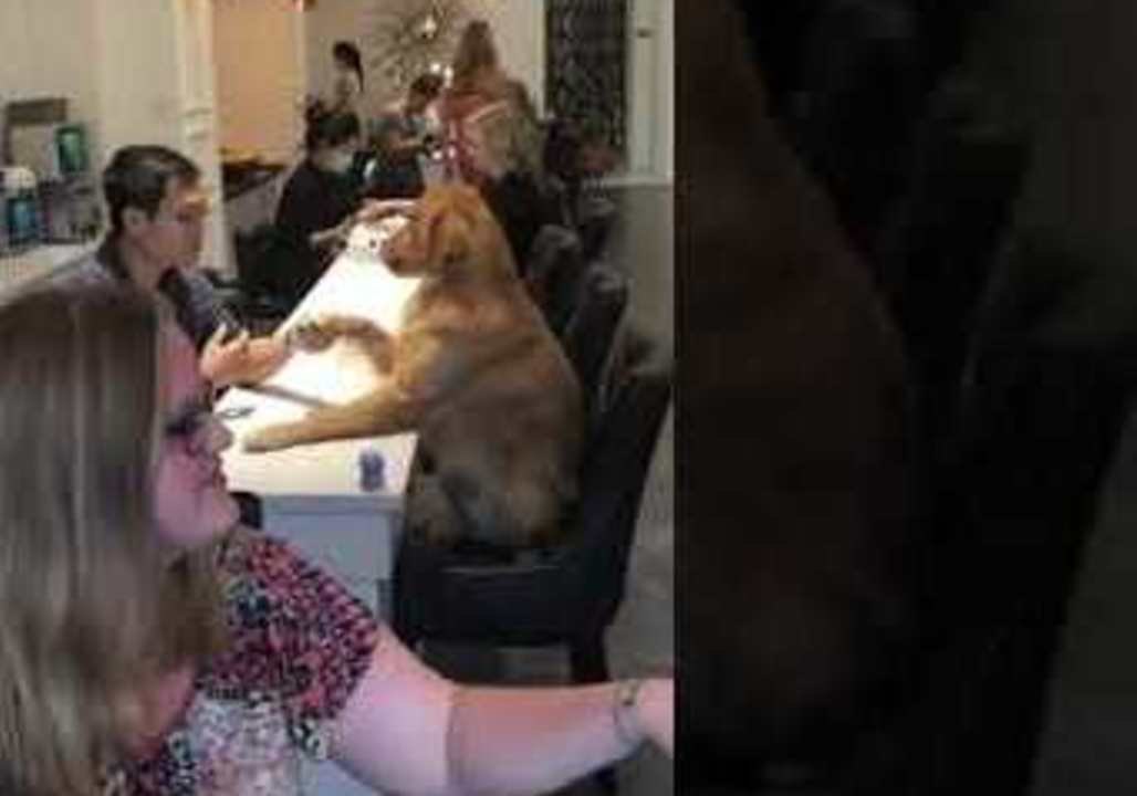 Pampered Pooch Receives a Paw-dicure