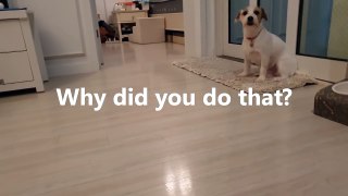 Jack Russell Terrier closes door to hide her guilt