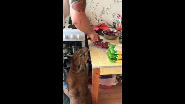 Impatient puma can't wait for dinner time