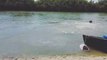 Un chien plonge à l'eau pour aller voir un alligator... Chaud