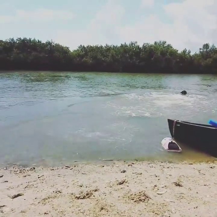 Un chien plonge à l'eau pour aller voir un alligator... Chaud