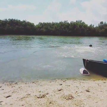 Un chien plonge à l'eau pour aller voir un alligator... Chaud