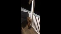 Un opossum vient narguer un chien... Tellement drôle