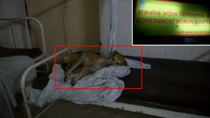 यूपी के महिला अस्पताल में बेडों पर आराम फरमा रहे हैं कुत्ते, देखें VIDEO