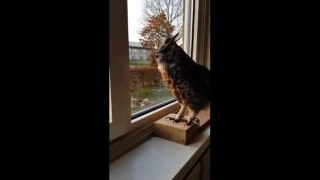 Owl youngster sings along with her owner
